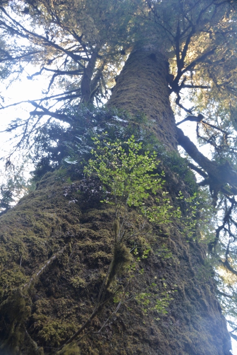the giant sitka spruce
